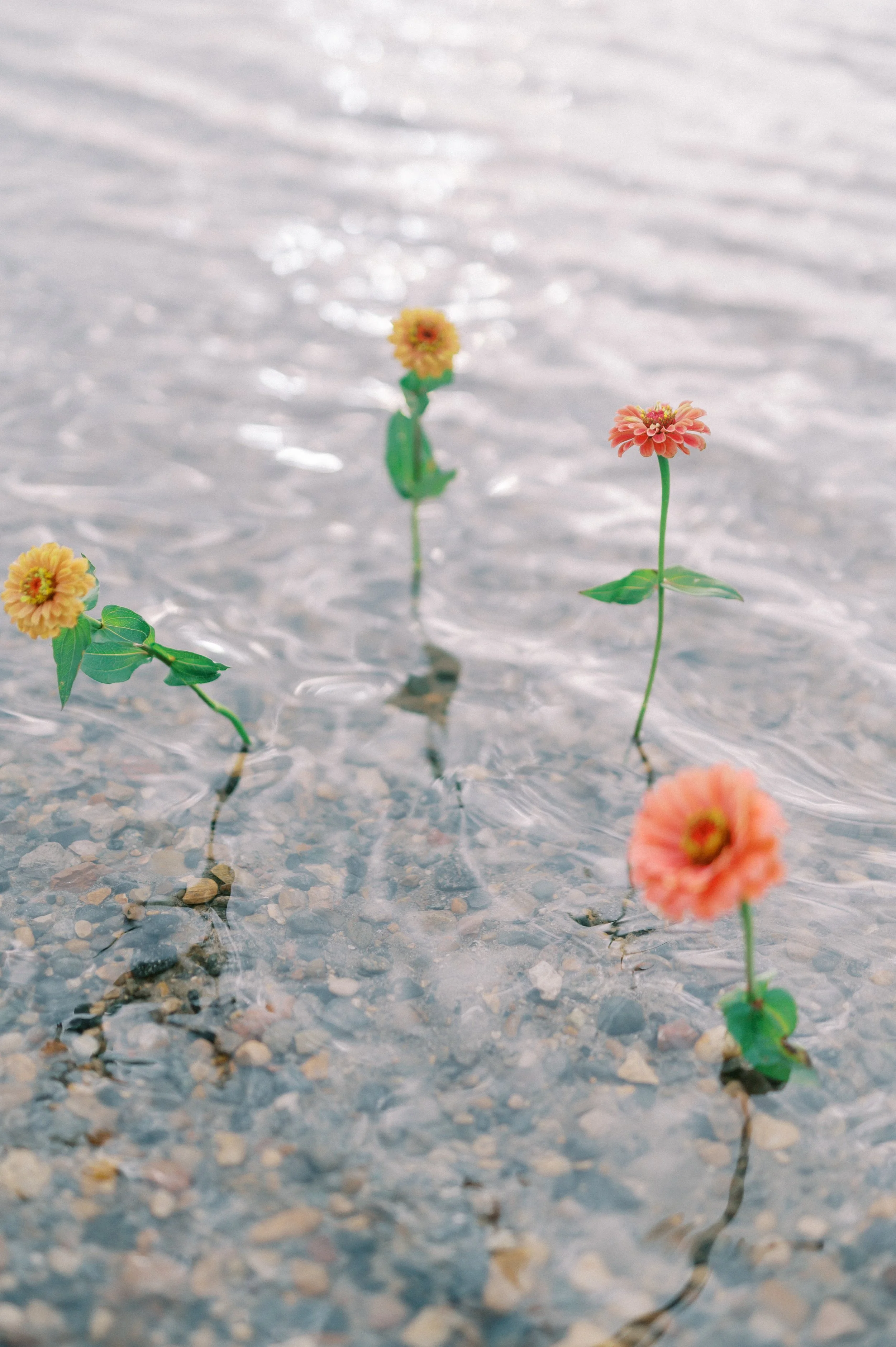  Fall zinnias for Twig &amp; Bloom fall floral designs.  