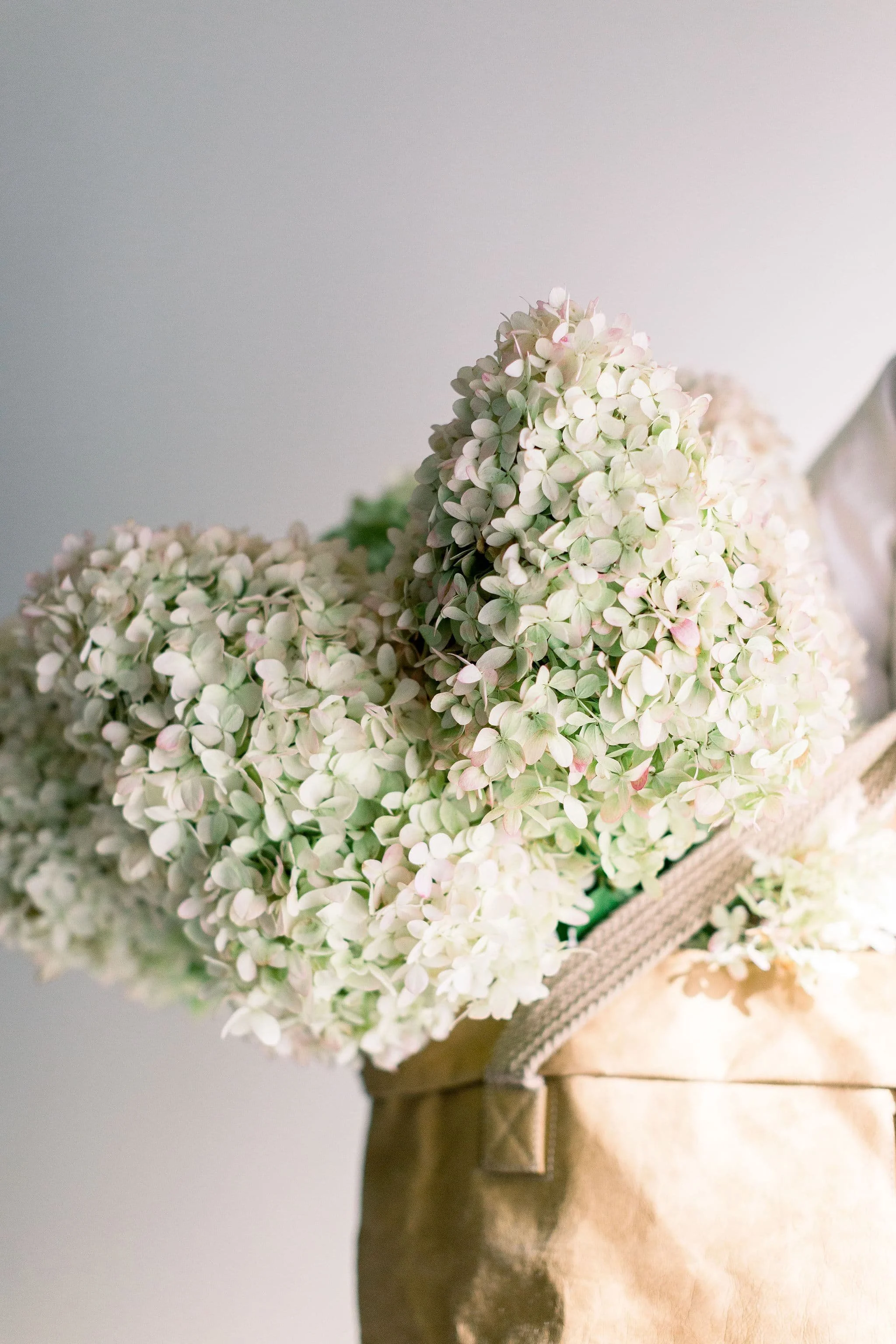 Fresh, pale green and blush white hydrangeas tucked into a paper tote bag by Twig & Bloom for organic, fine art floral styling.