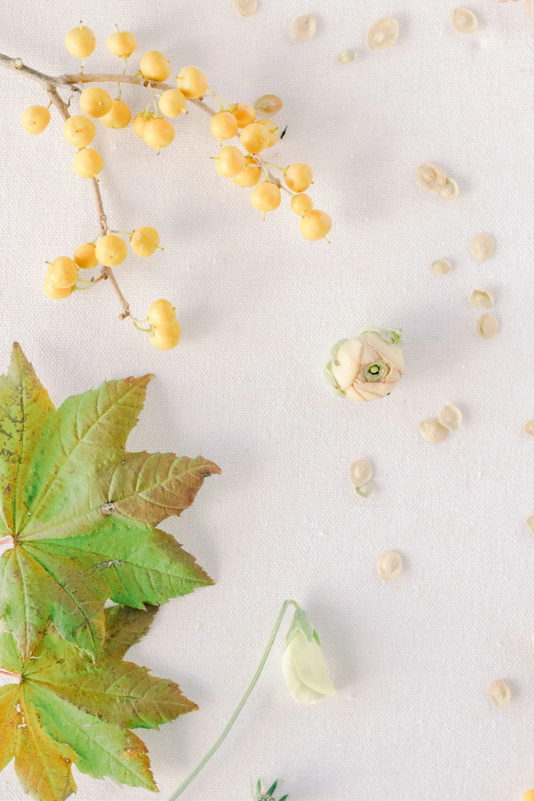 A fine art flat lay by Twig & Bloom featuring yellow autumn berries, a green maple leaf, delicate white sweet pea, and scattered seeds on a neutral backdrop.