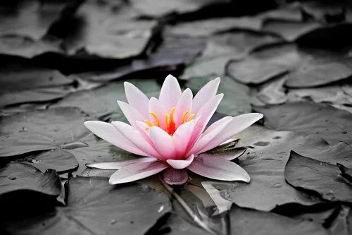 Montana+Hypnotherapist,+Hypnotherapy,+Rebecca+Lellek+Clinical+Hypnotherapist.jpg