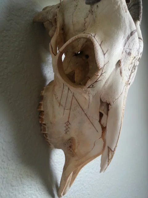 westerngoatskull4.jpg