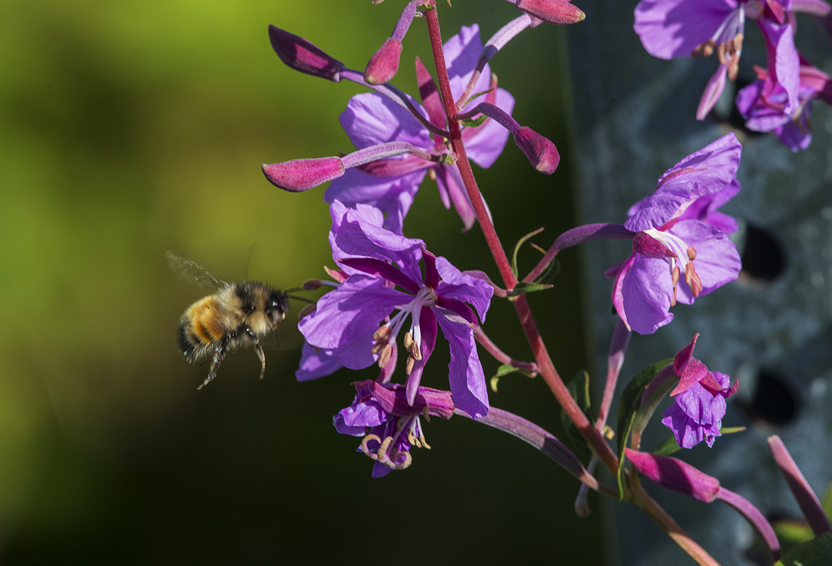 160717_CA_HartneyBay_Bee_PinkFlower_RG1.jpg