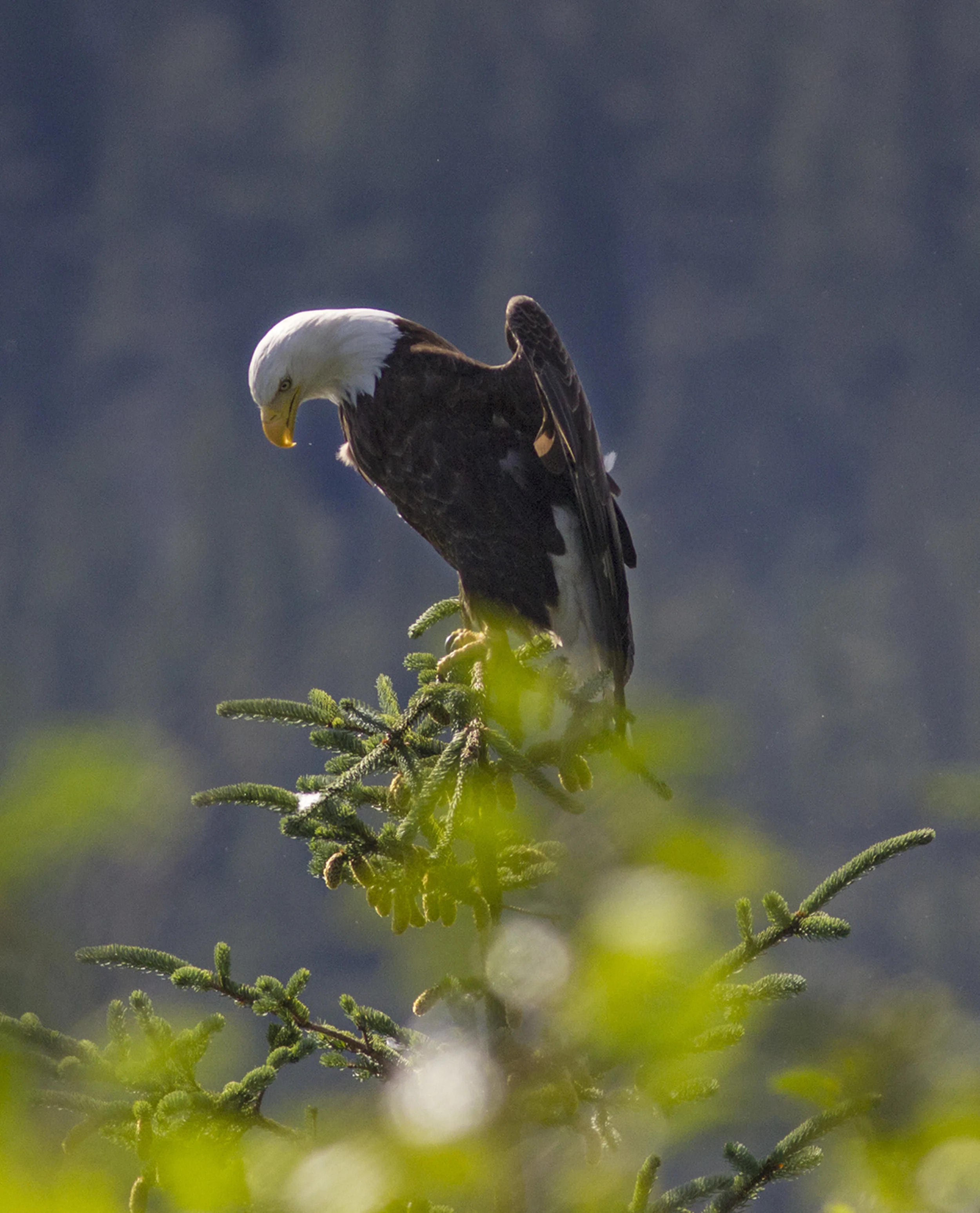 160718_HartneyBay_CA_Eagle_LookingDown_RG.jpg