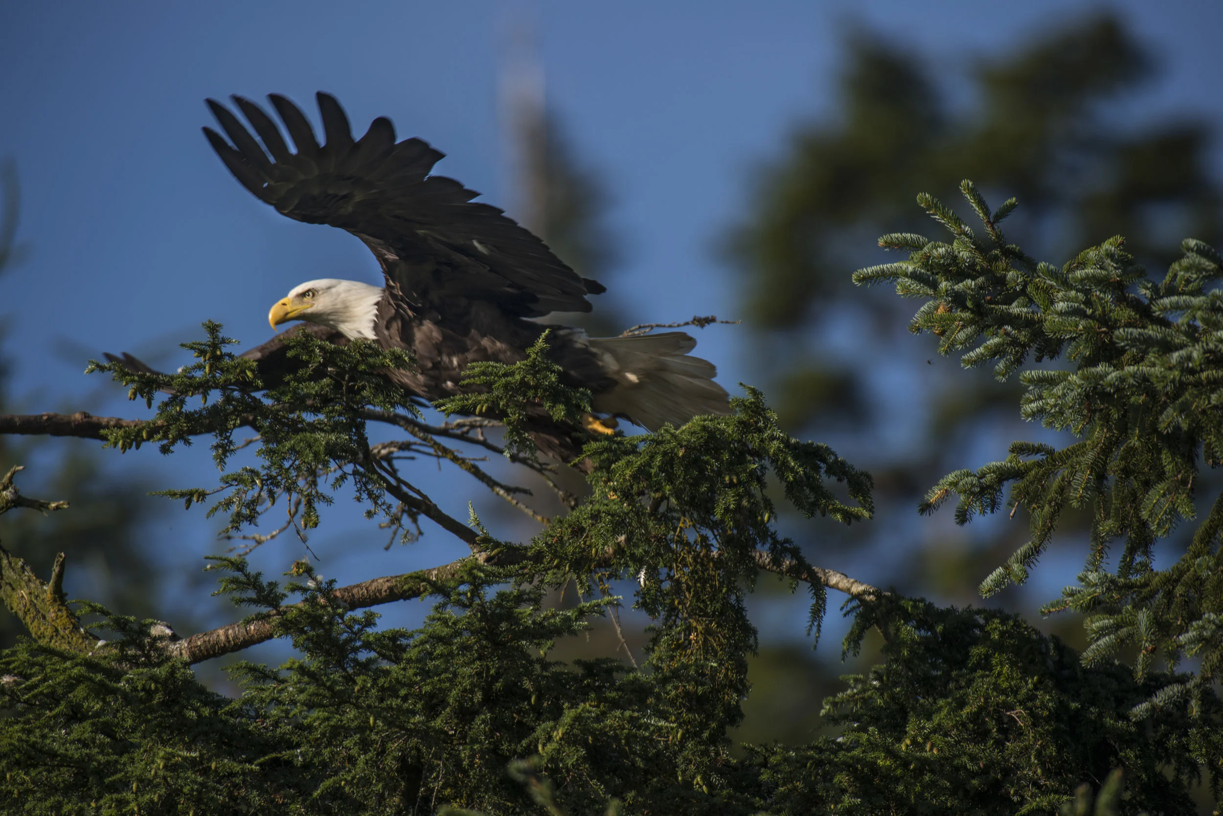 160717_CA_FishCleaningStation_Eagle_TakingOff_RG.jpg