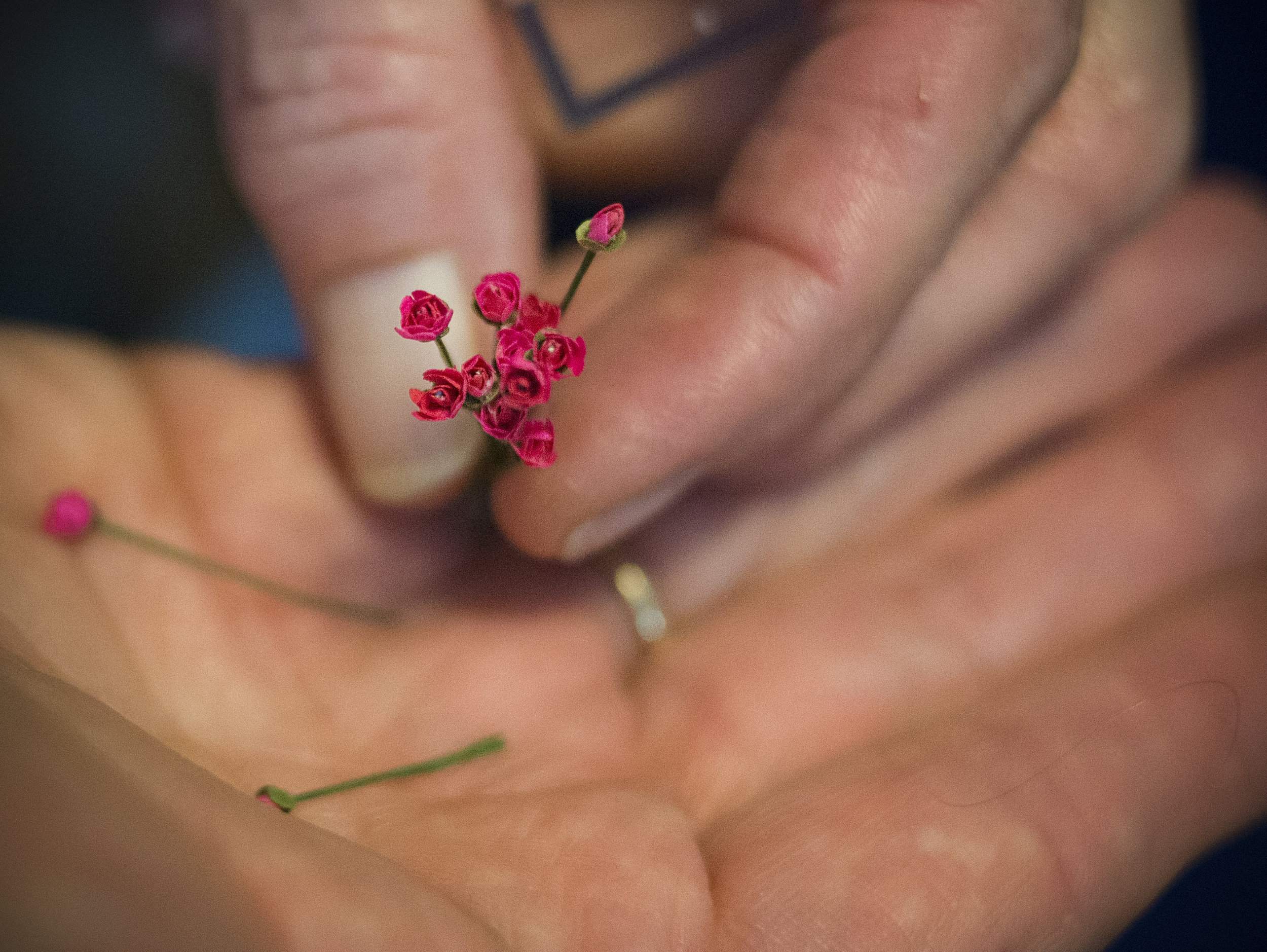  Diane Scott holds a few of her handmade roses at her home in Mohawk Valley. Scott is making roses to fill the outside bushes of a California home miniature model she is working on. Each rose has about 12 petals on it. (Rhianna Gelhart/The Register-G