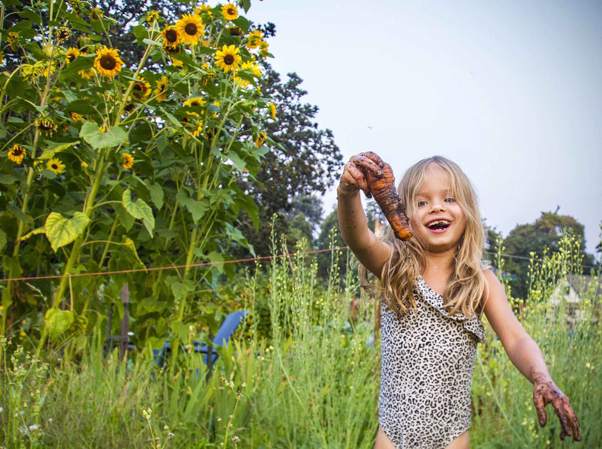  Keala Moes, 6, finds a carrot in the Whiteaker Community Gardens in Eugene, Ore. on Tuesday, August 8, 2017. Katy Malone, Keala's mom, rented out a space in the garden for the summer so the family could have fun gardening. In their patch of the gard
