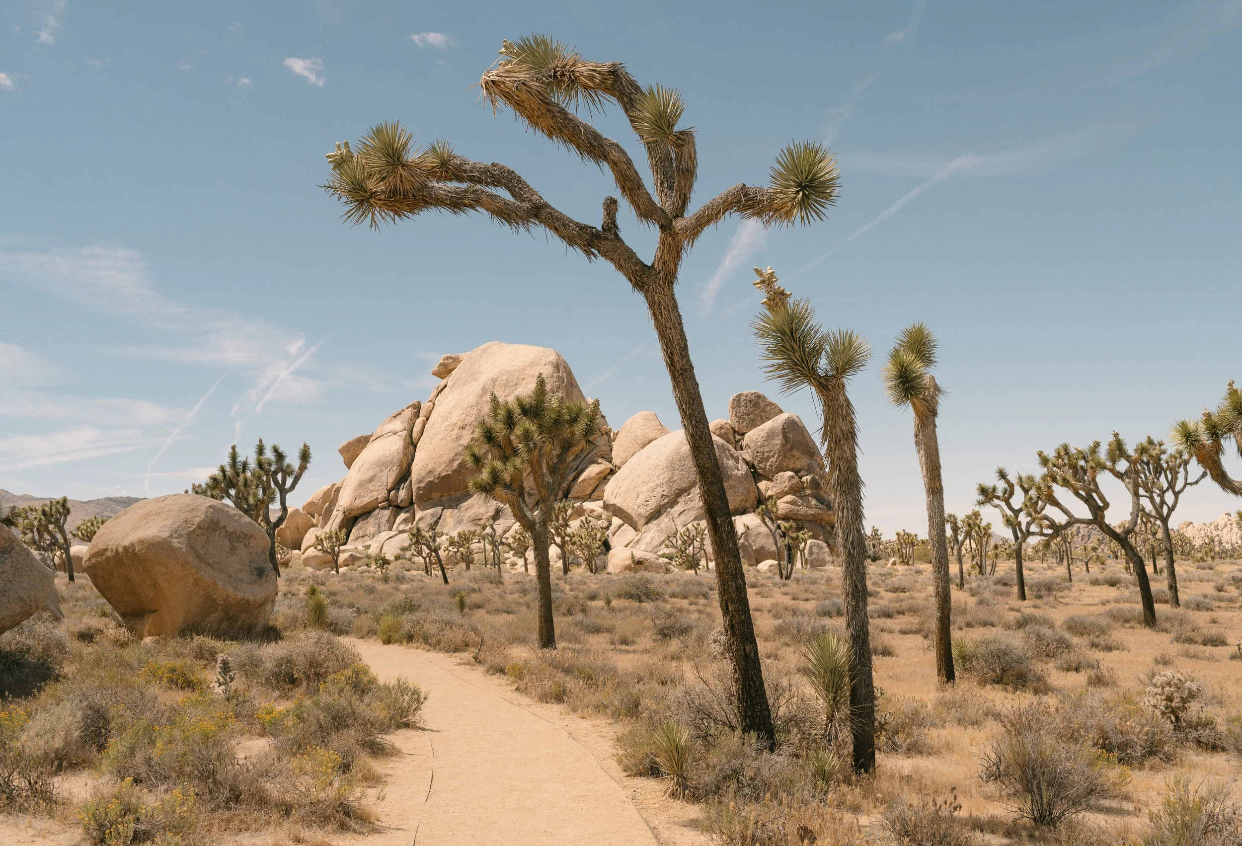 2026_Joshua_Tree_0027.jpg