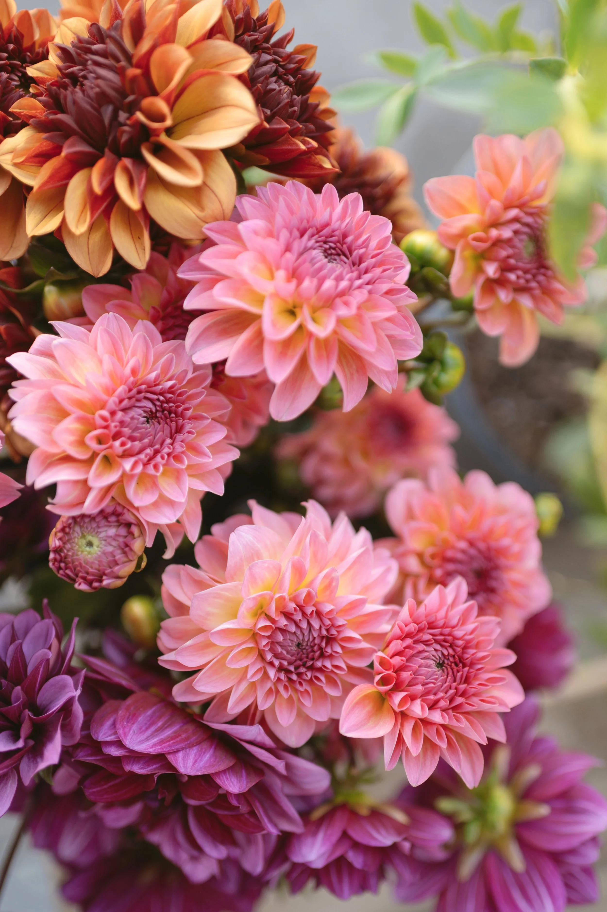 2025_Bunches_July_3_0011.jpg