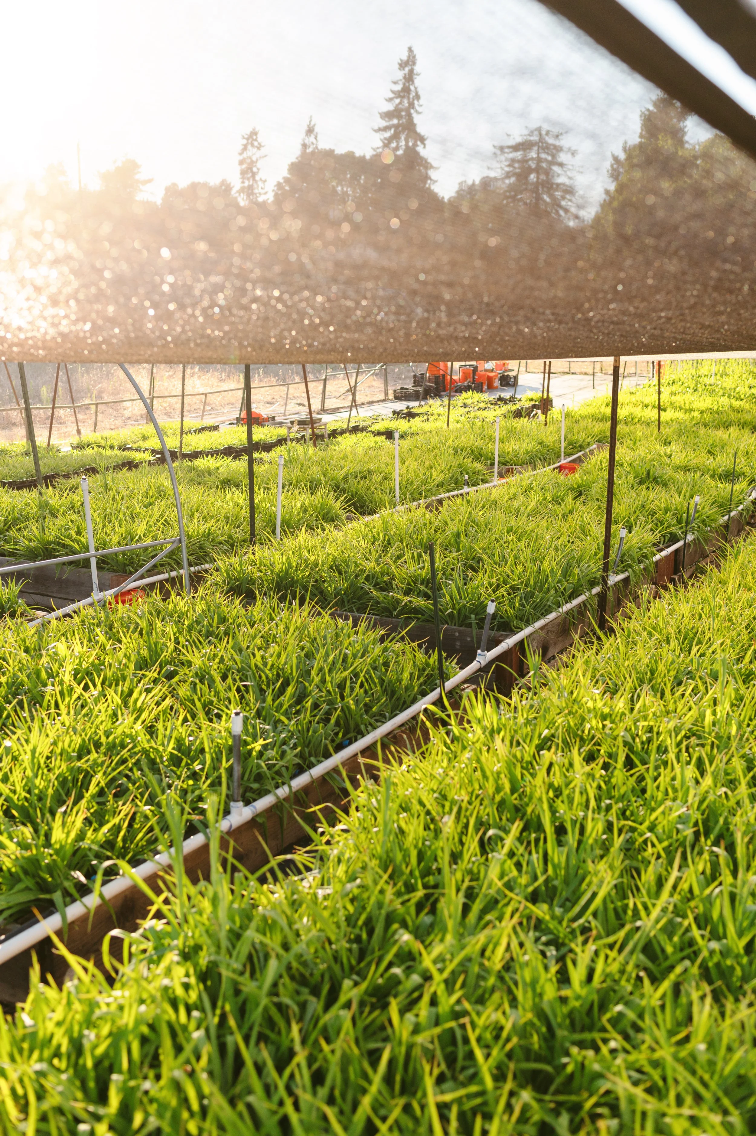 2025_Farm_Corralitos_0019.jpg