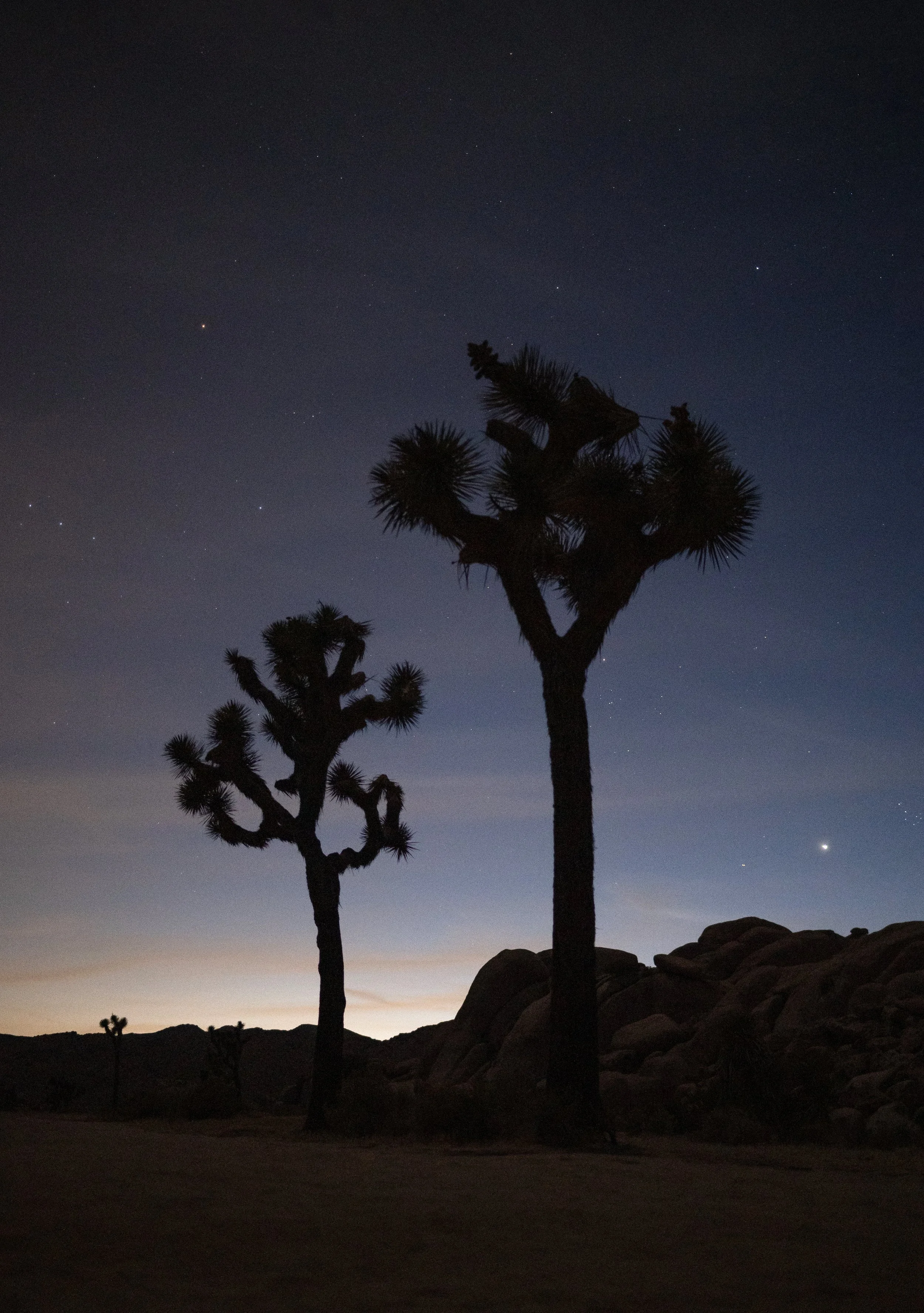 2026_Joshua_Tree_005.jpg