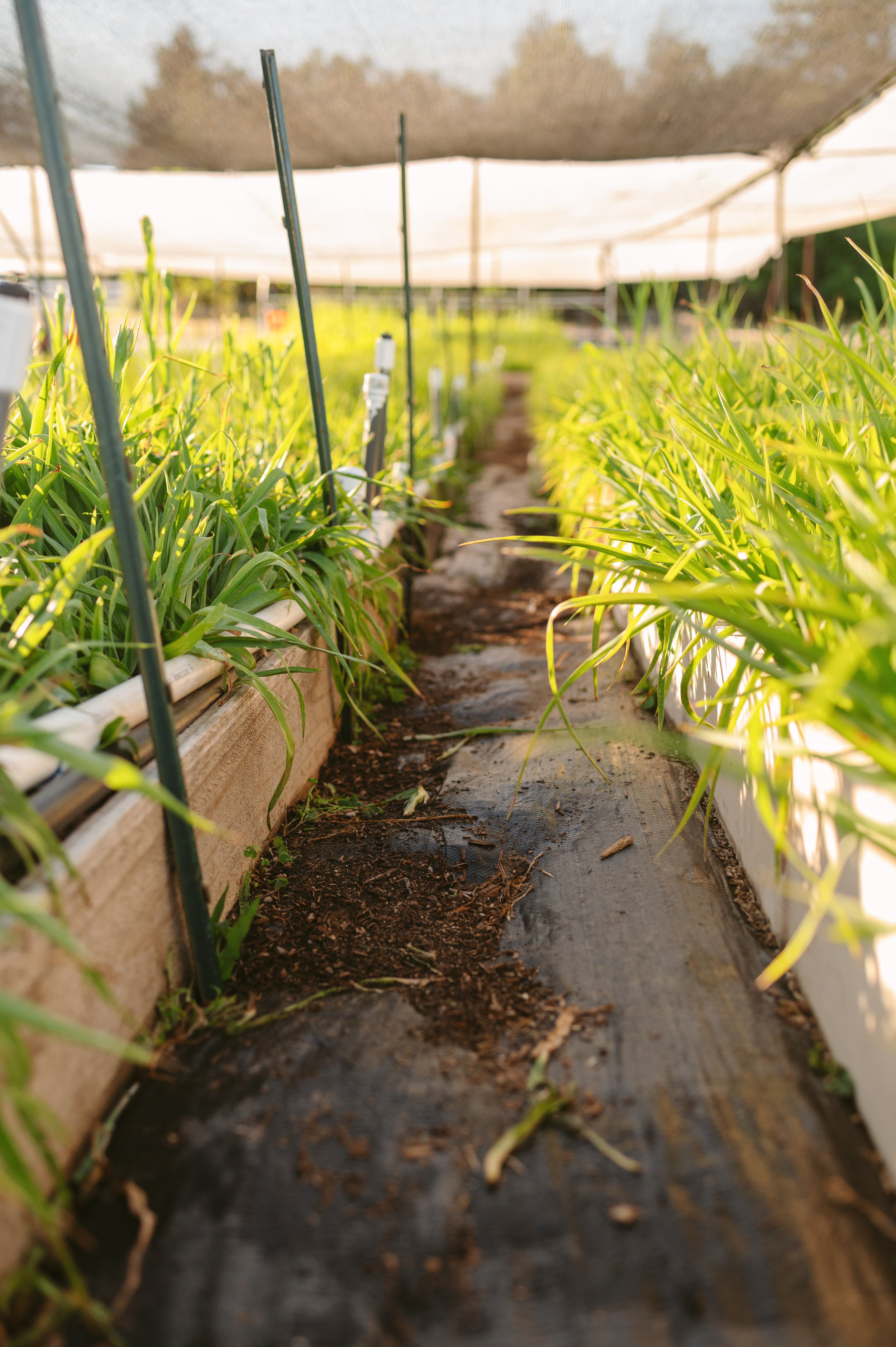2025_Farm_Corralitos_0014.jpg