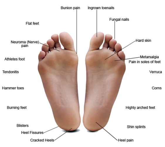 Common Foot Problems The human foot has 42 muscles, 26 bones, 33 joints, and at least 50 ligaments and tendons made of strong fibrous tissues to keep all the moving parts together... plus 250,000 sweat glands. The foot is an evolutionary marvel, capable of handling hundreds of tons of force - your weight in motion - every day. The foot's myriad parts, including the toes, heel, and ball, work in harmony to get you from one place to another. But the stress of carrying you around puts your feet at a high risk of injury, more so than any other part of your body.