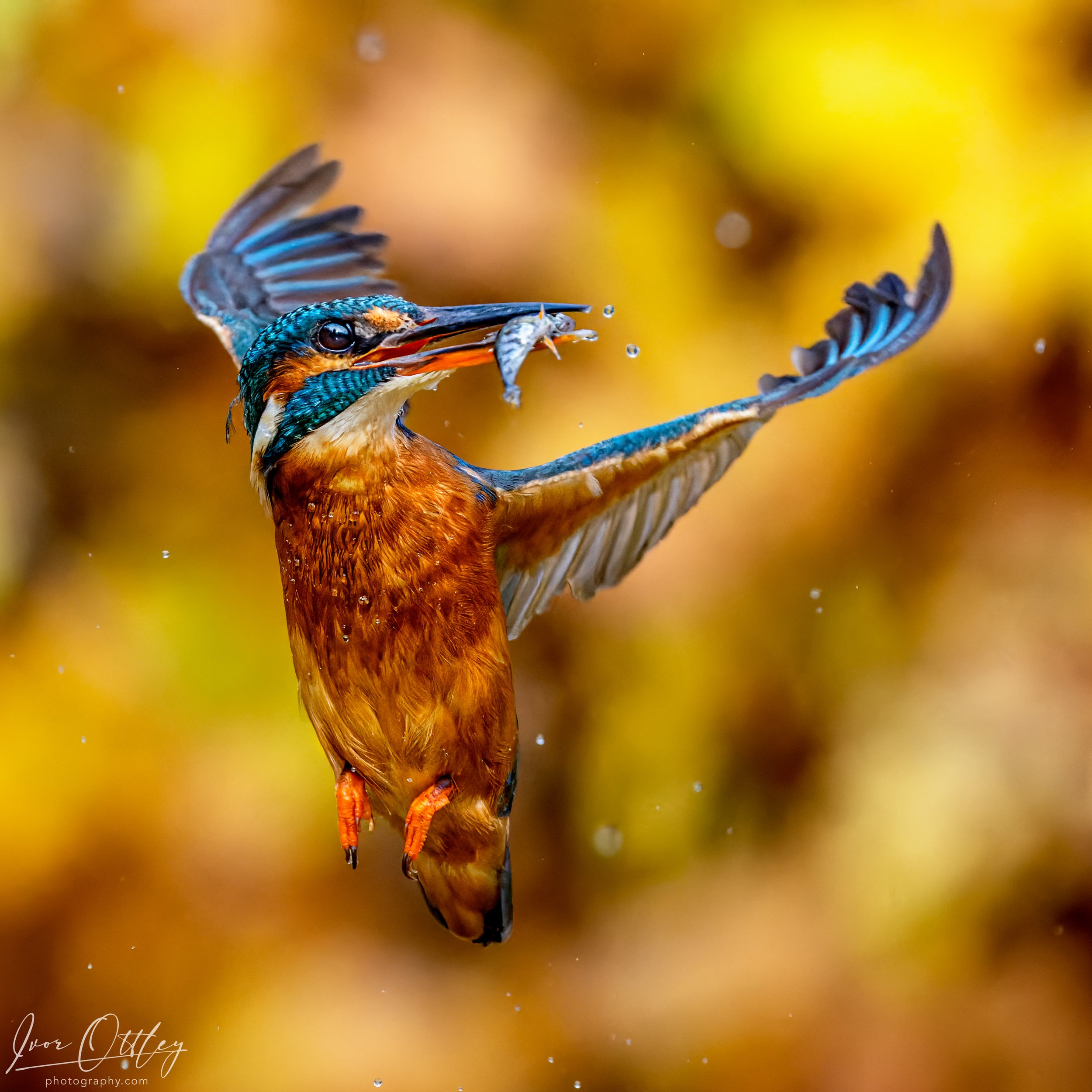 KINGFISHER 10 CROPPEDb_SA13871-WEB copy.jpg