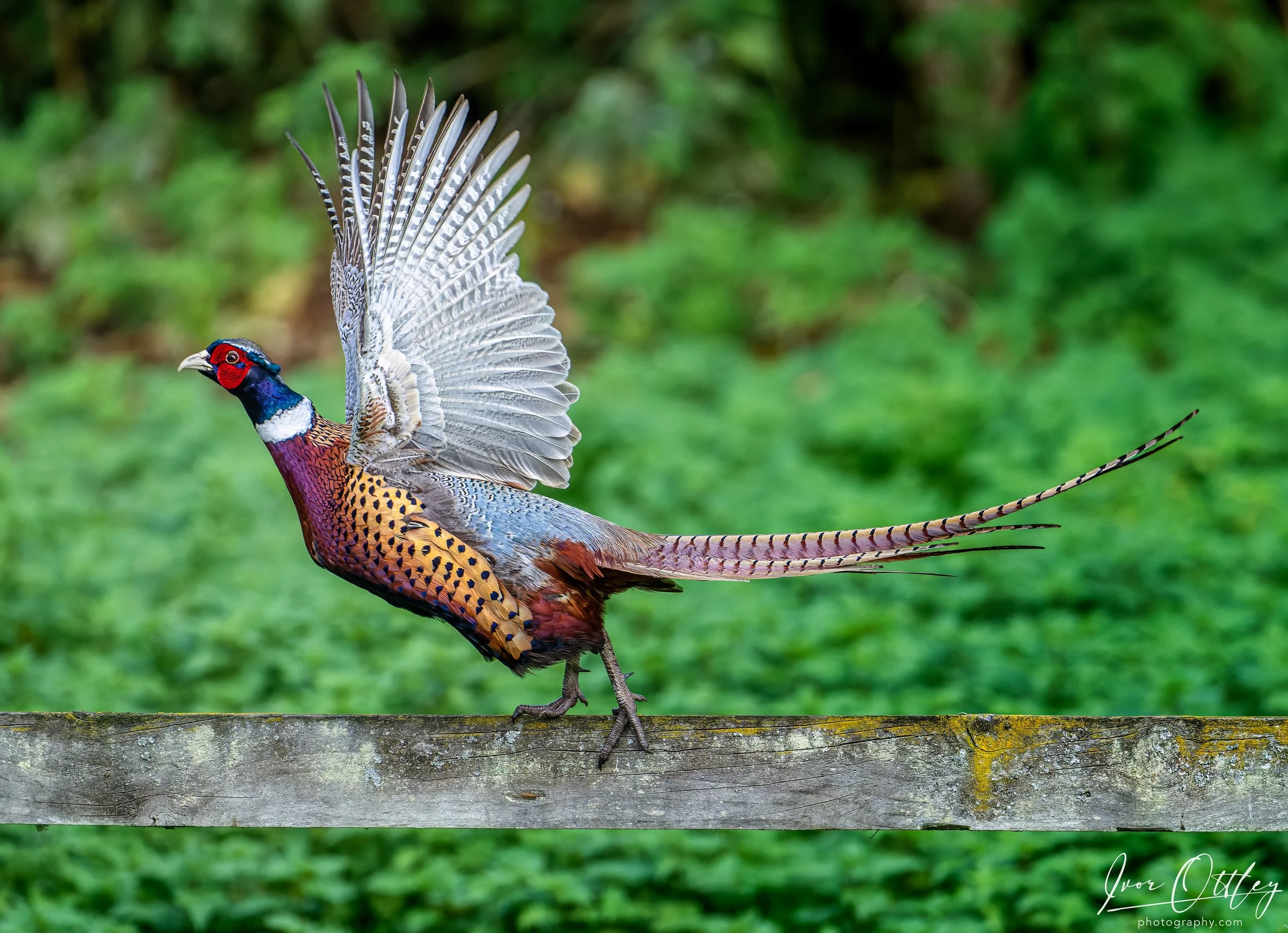 PHEASANT FENCE CROPPED_SA18339-WEB copy.jpg
