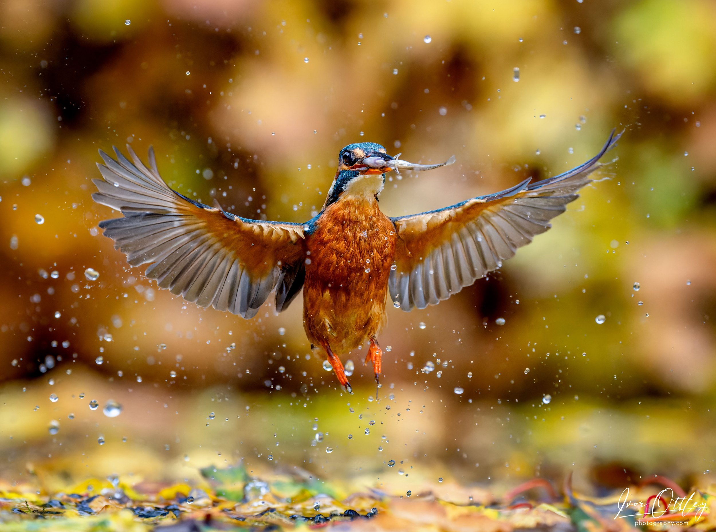 KINGFISHER 6 CROPPED_SA13642-WEB copy.jpg