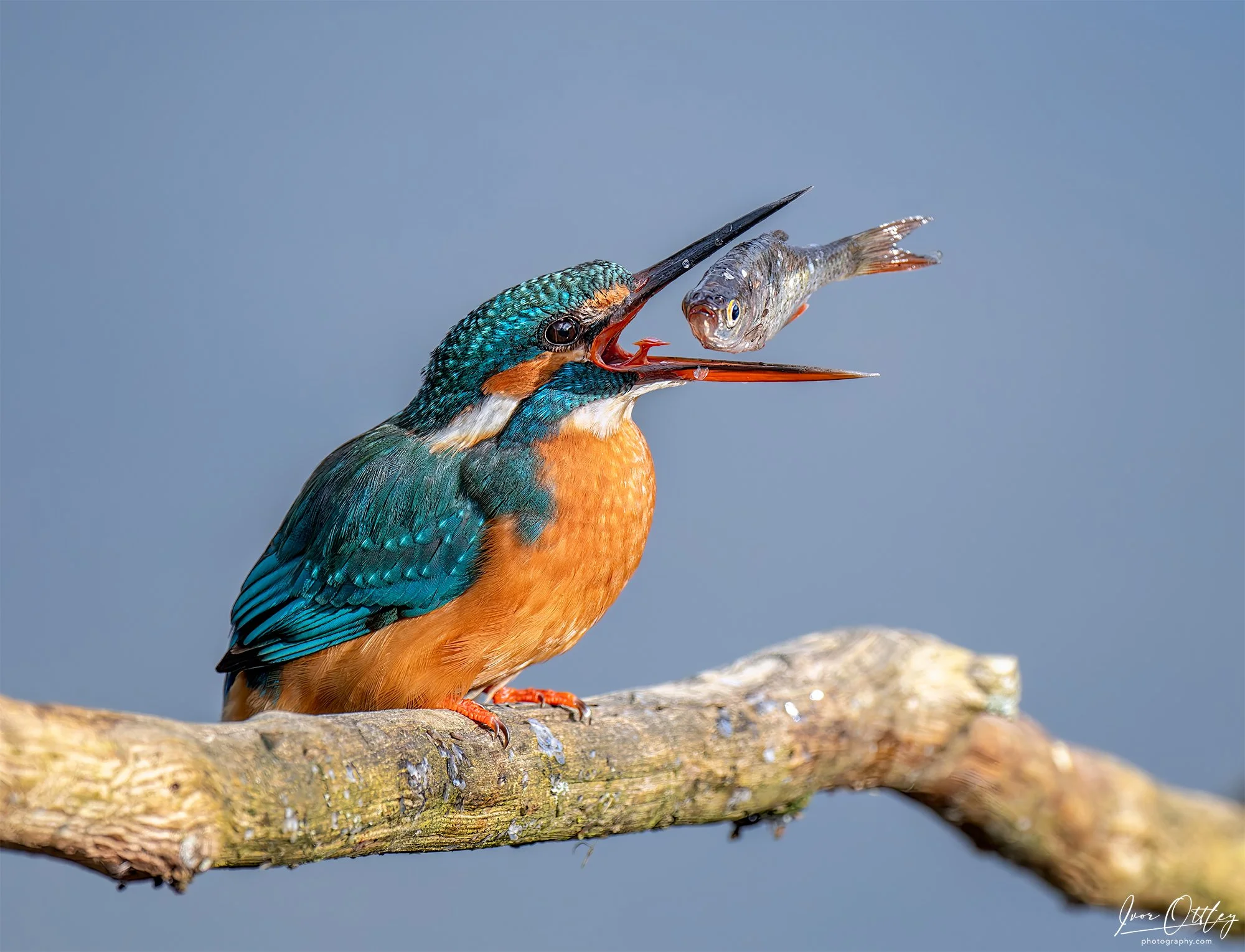 Help! Kingfisher and prey_.jpg