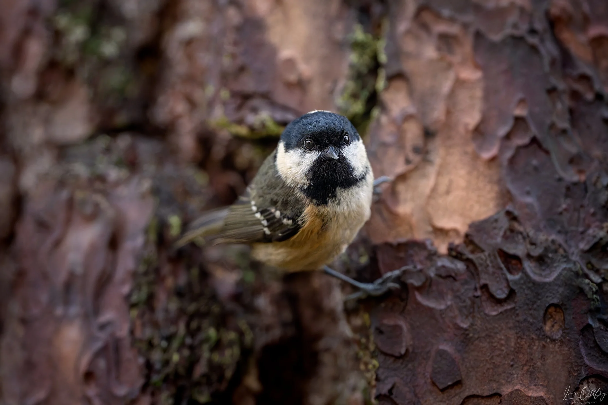 Z91_9127-DxO_DeepPRIME XD2s-1 copy.jpg