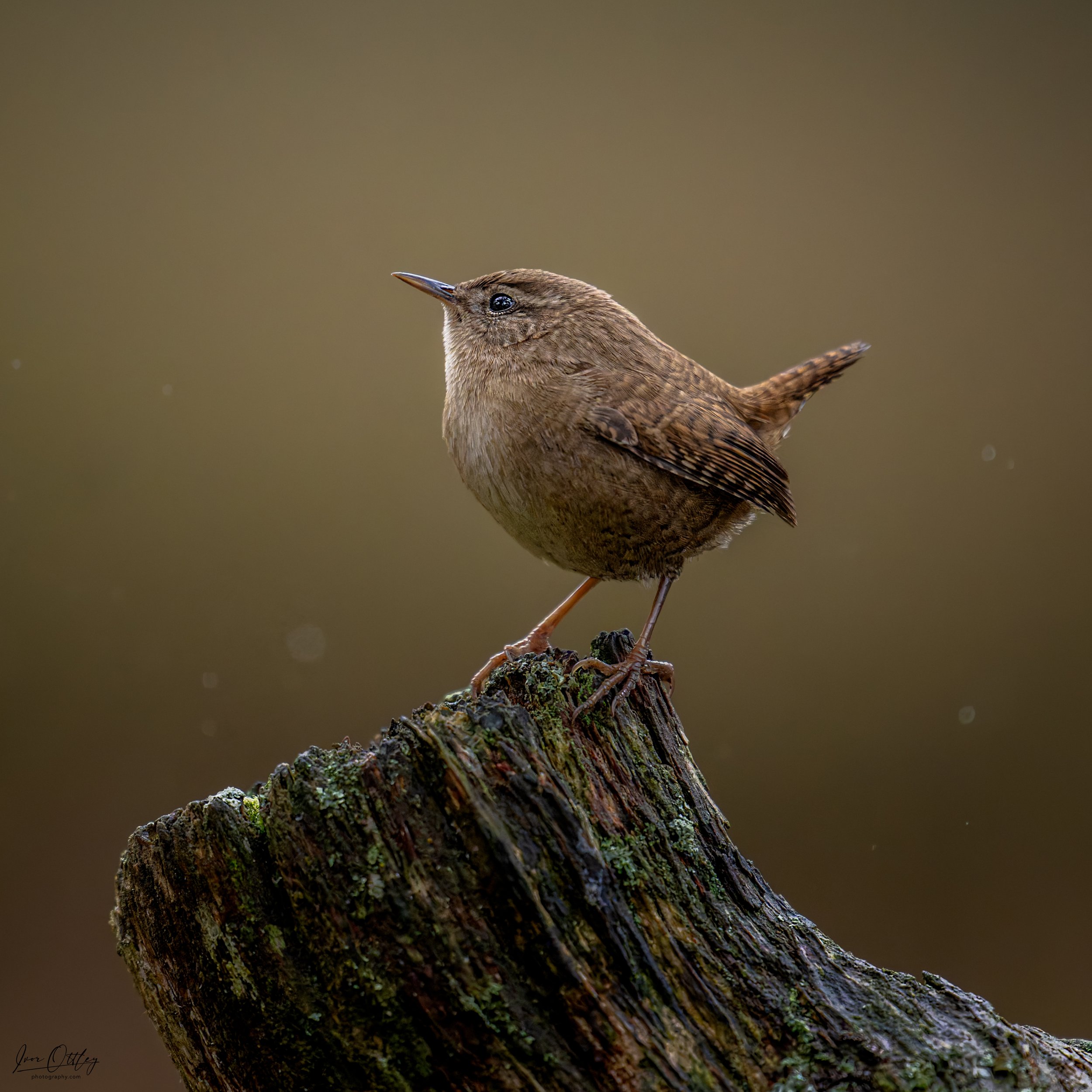 Z91c_9473-DxO_DeepPRIME XD2s-1.jpg