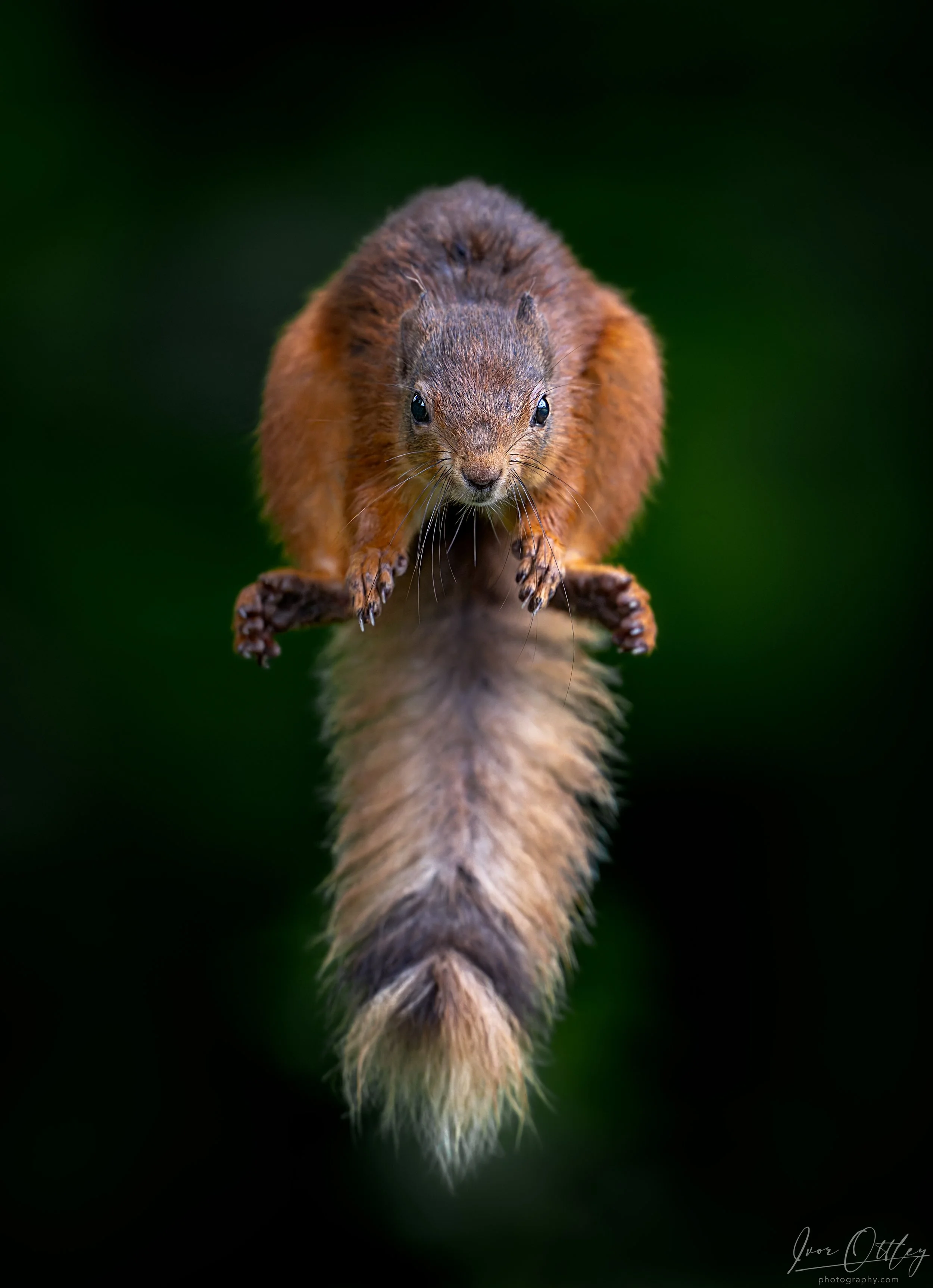 Jumping squirrel-14th June 2025 .jpg