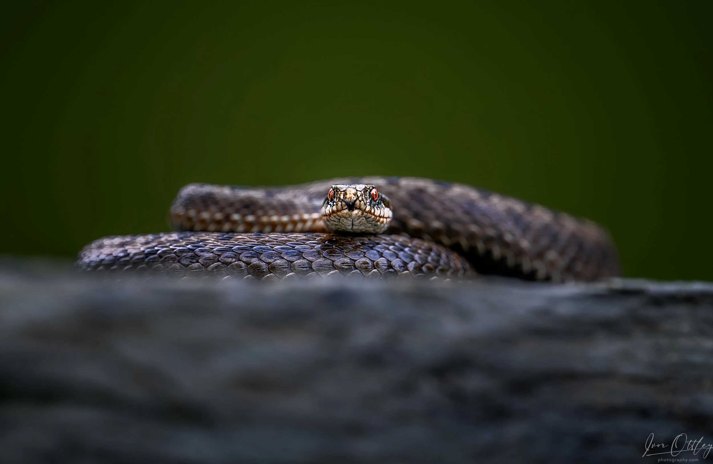 13 june 25-Adder 00190.jpg