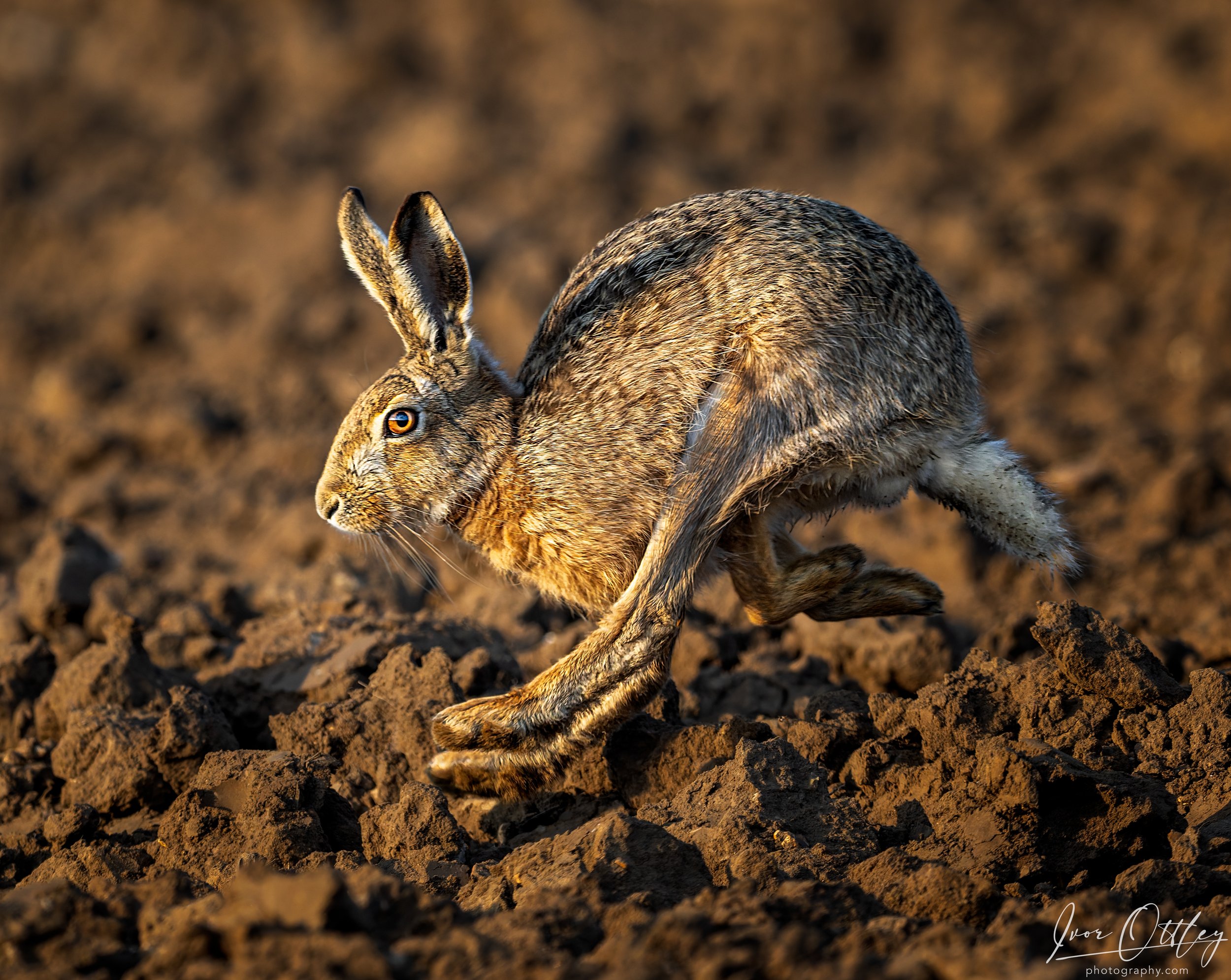 Hare ploughed field-20th March 2025-01334.jpg