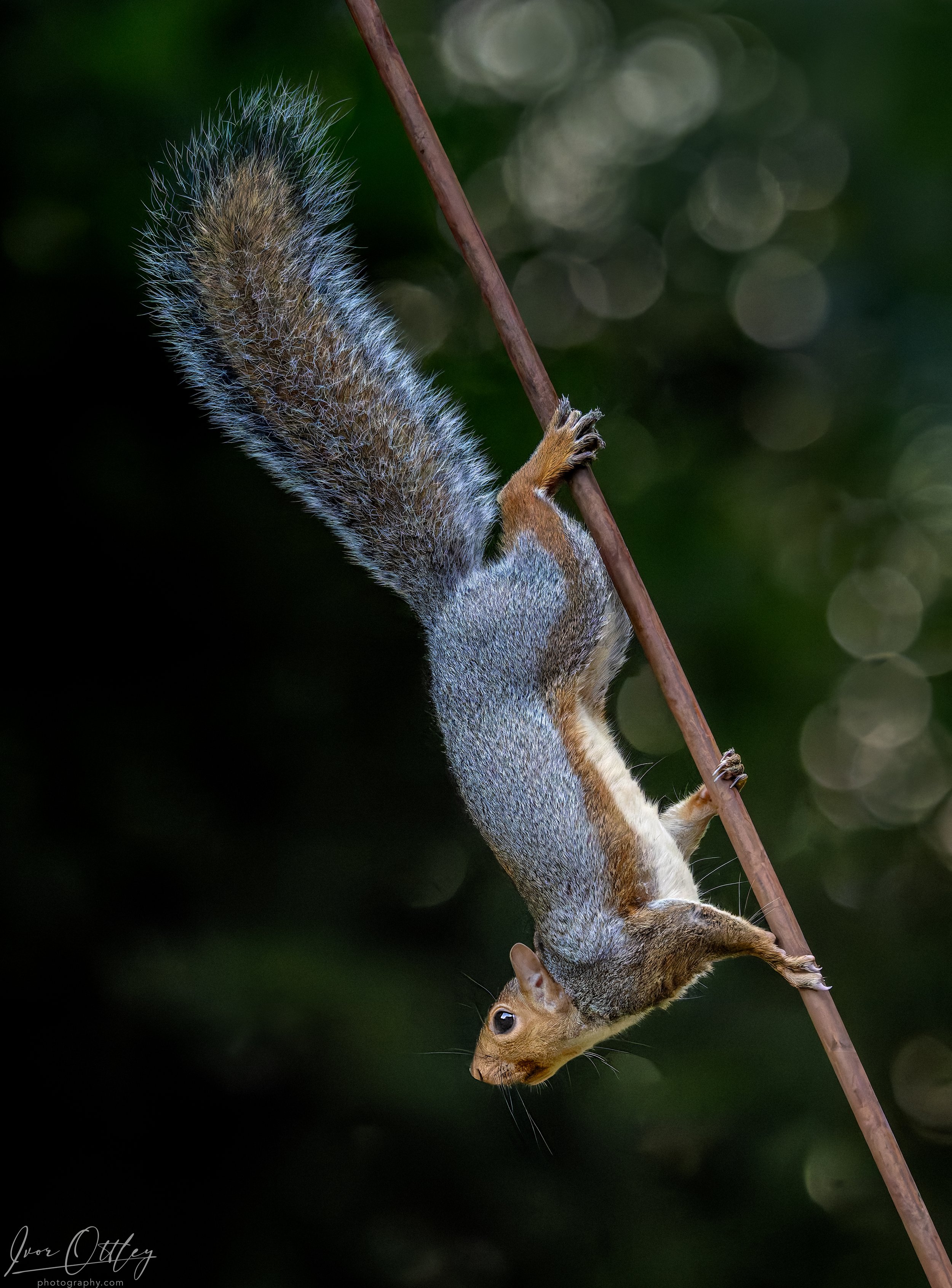 Squirrel on bar- Rectory-15th Oct 2024 .jpg