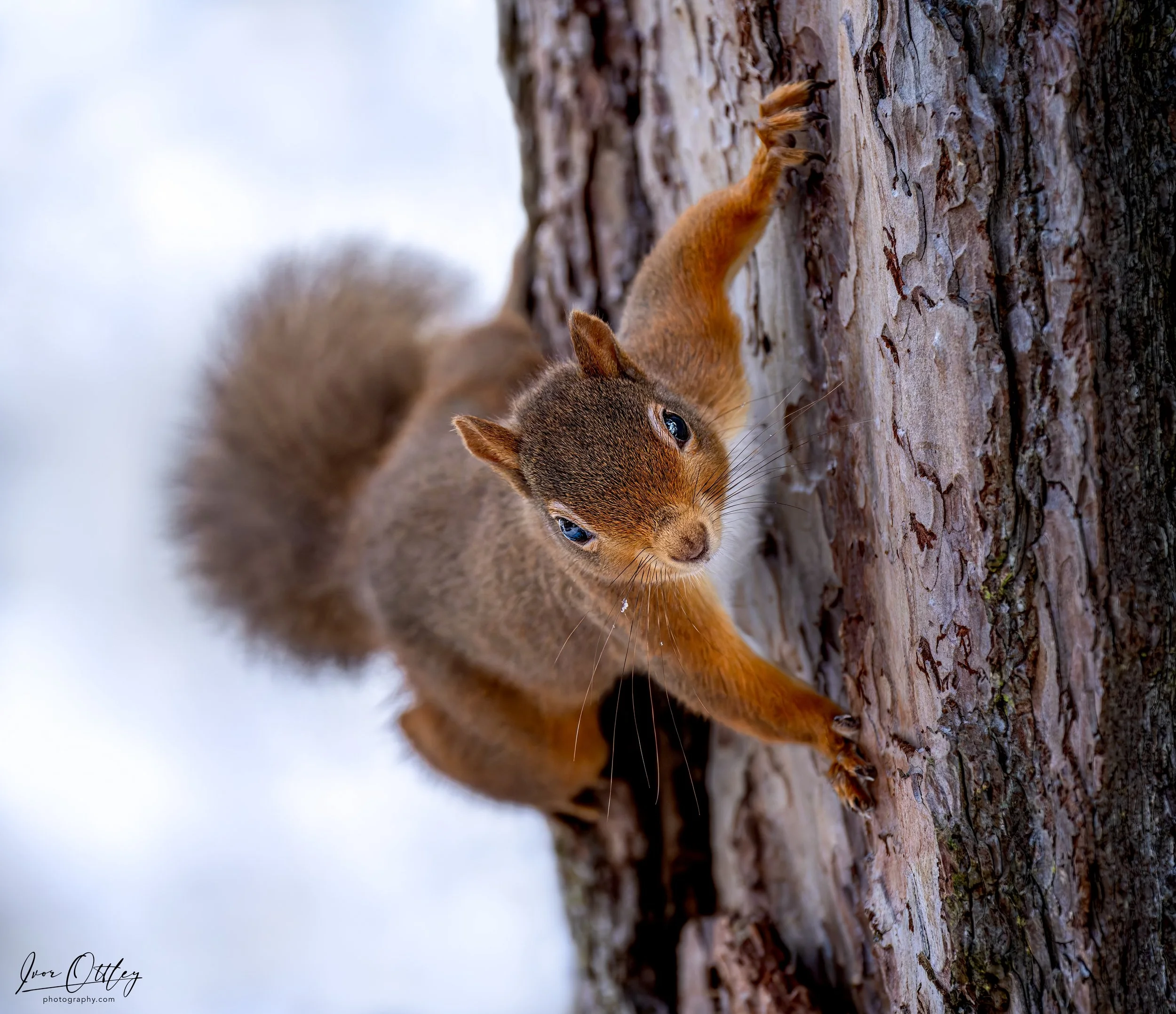 New-22nd Nov 2024 -Aviemore 4068.jpg