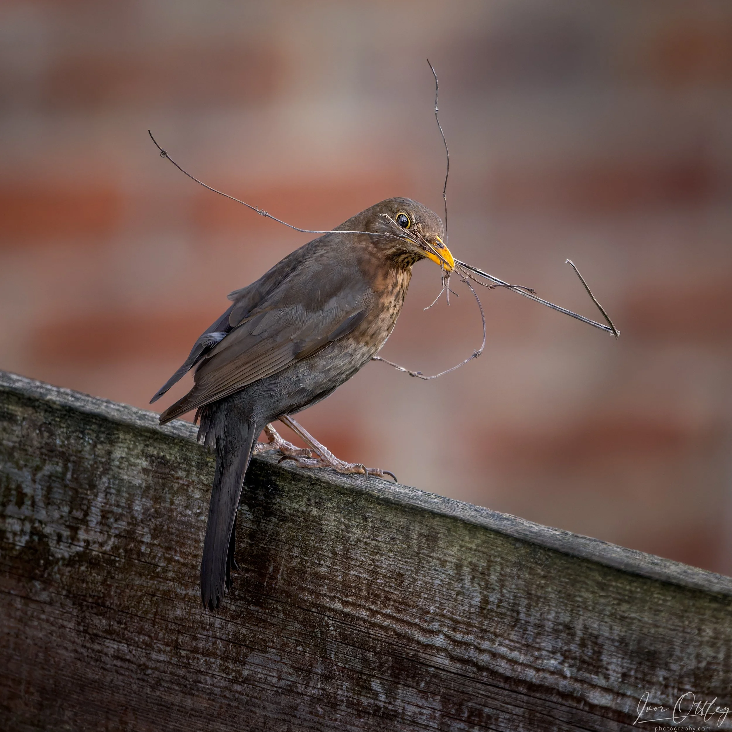 Blackbird 6th April 24_2287.jpg