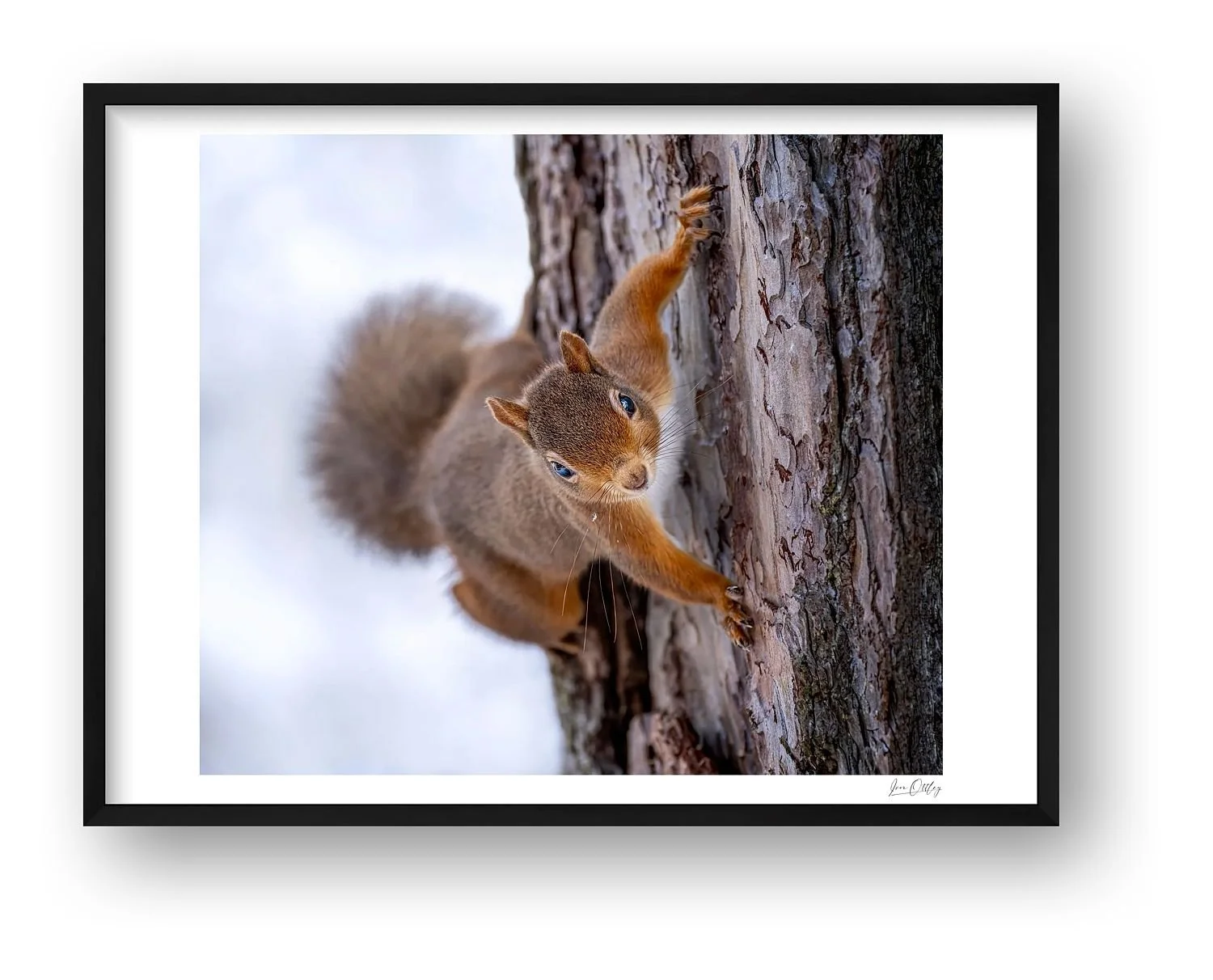 preview_2360d3f0.jpg