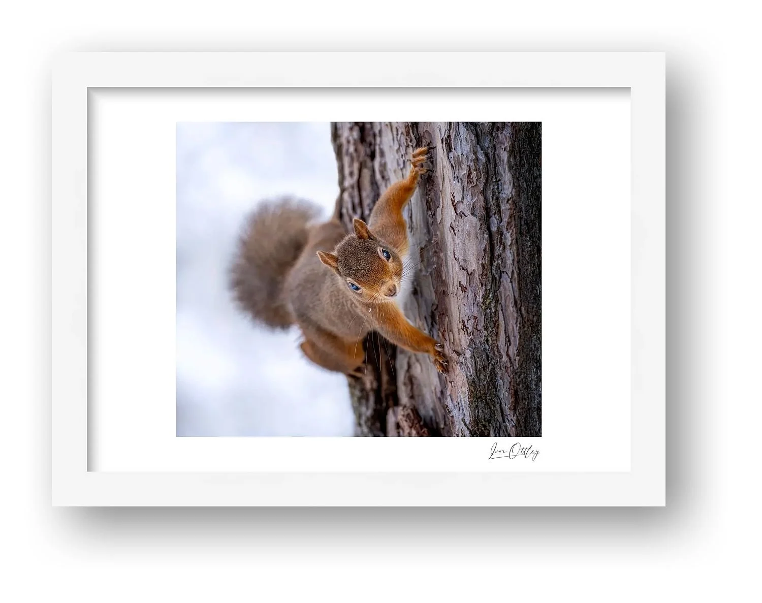 preview_9003e960.jpg