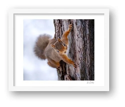 preview_1e264d68.jpg