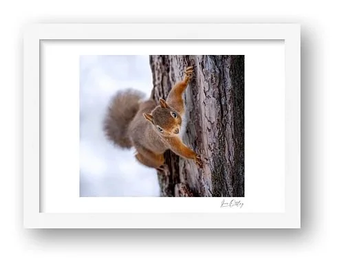 preview_9003e960.jpg