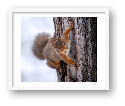 preview_80a98122.jpg