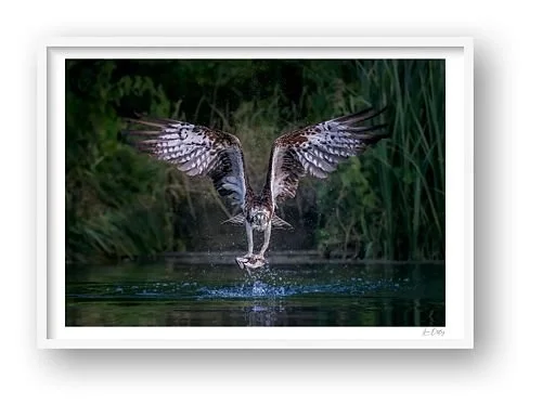 preview_3958d4a3.jpg