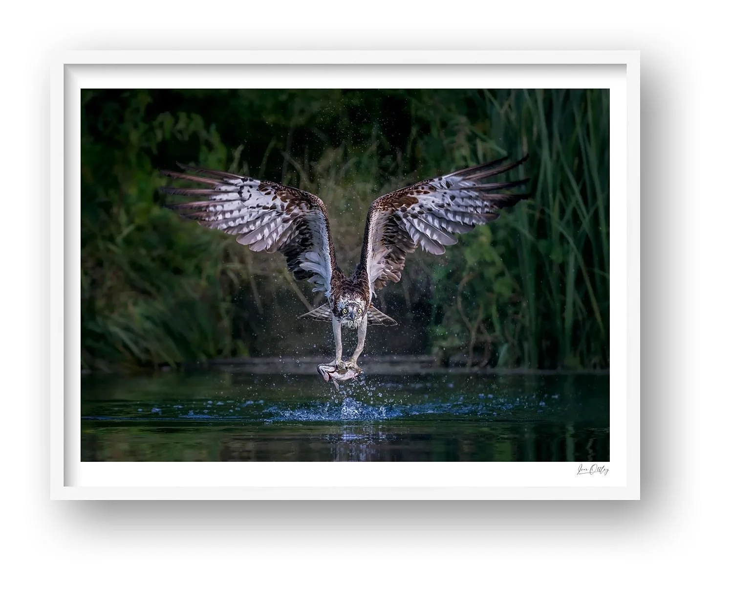 preview_fd4b6328.jpg