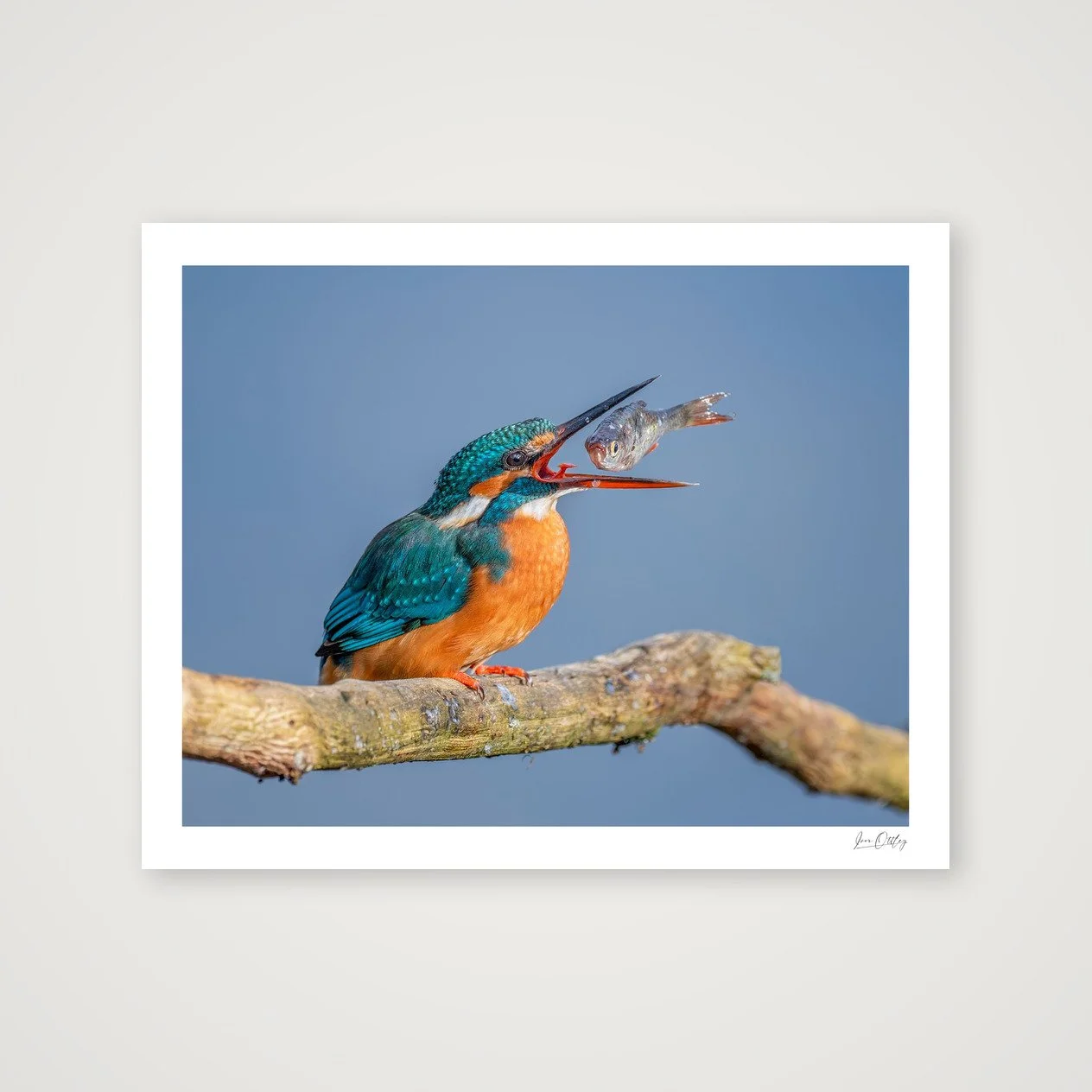 shot_table_2d835084.jpg