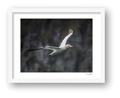 preview_8d706893.jpg