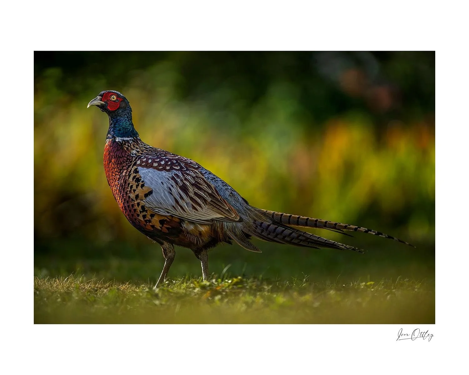 preview_75ee475f_57e8afae.jpg
