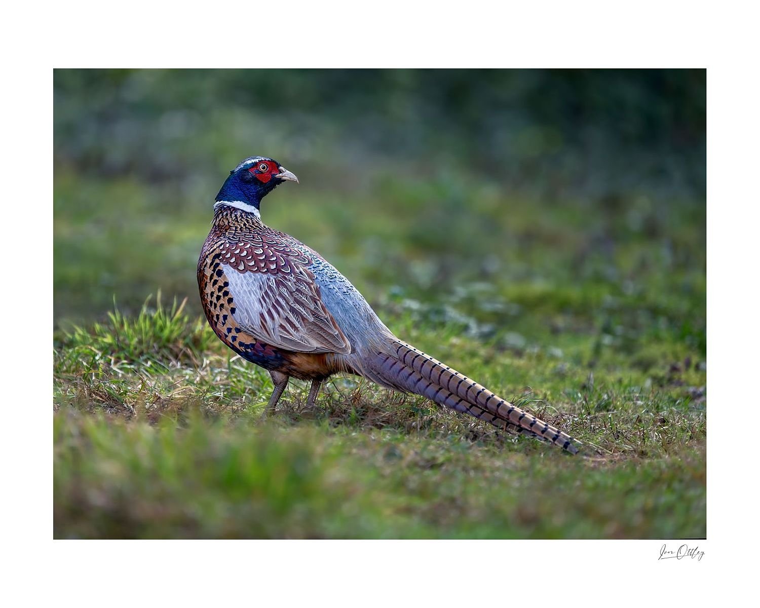 preview_418b5879_a240b2c8.jpg