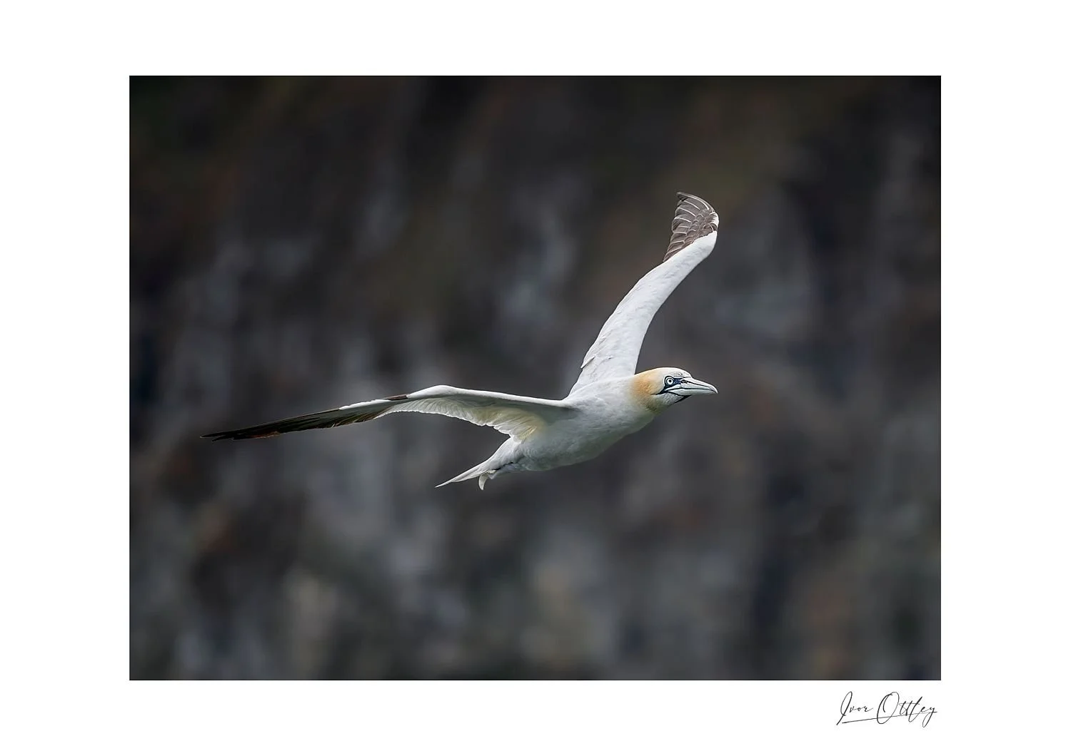preview_e7cb8794_a7322ddc.jpg