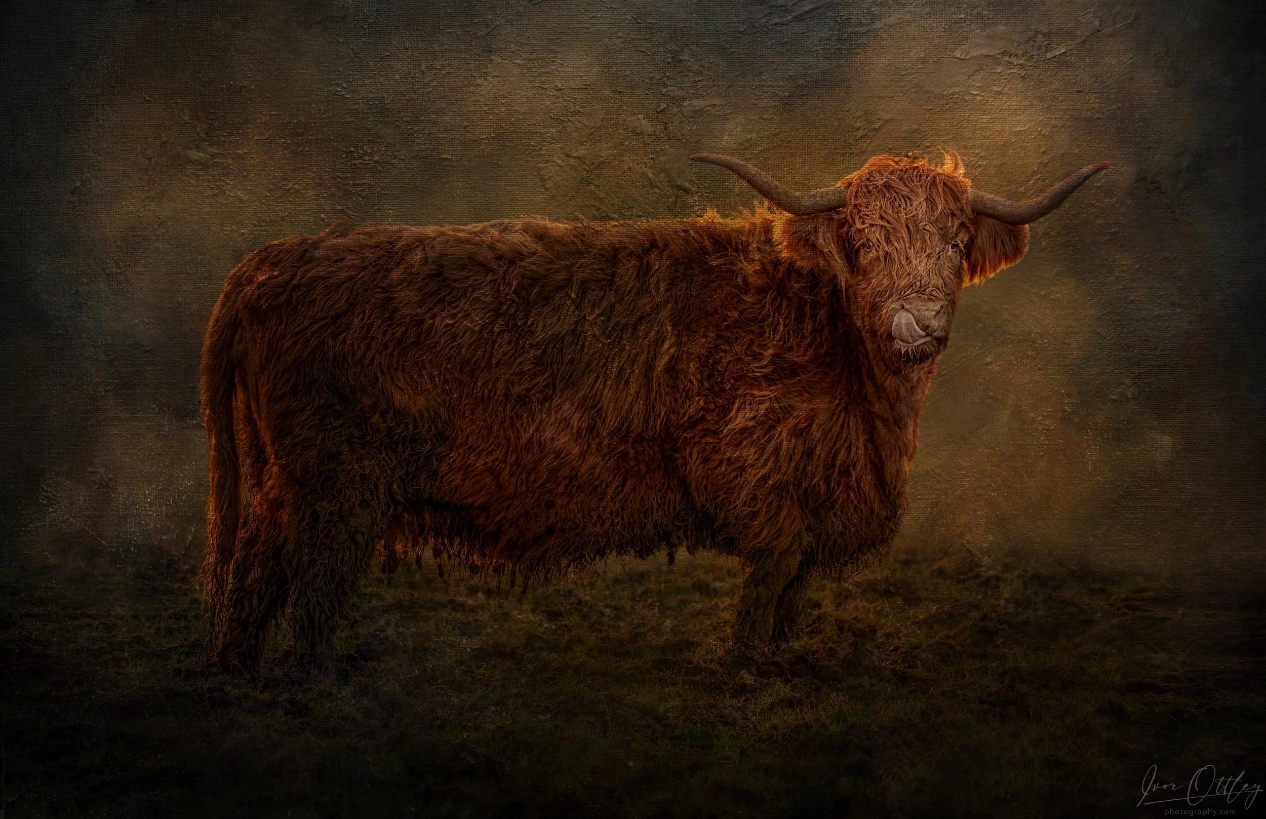 Cow Final.jpg