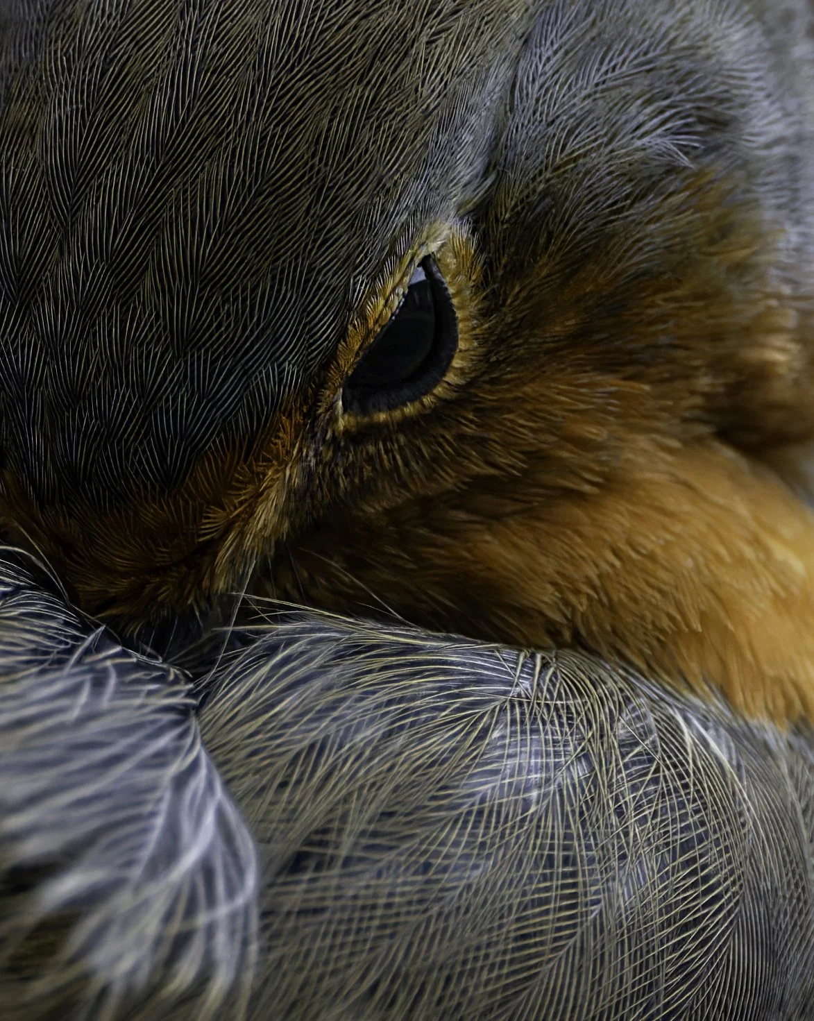 Intimate Robin-Z91_0260.jpg