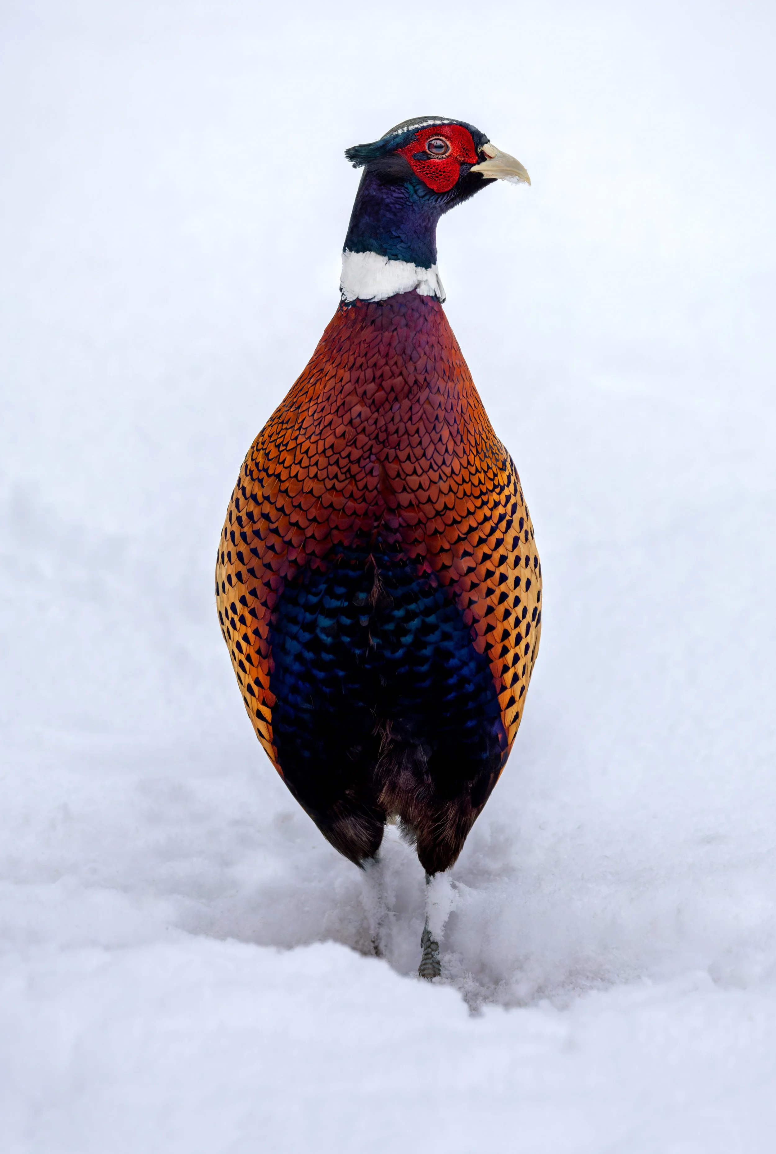 8th Feb 2021-Pheasant glass -bN8A0212.jpg
