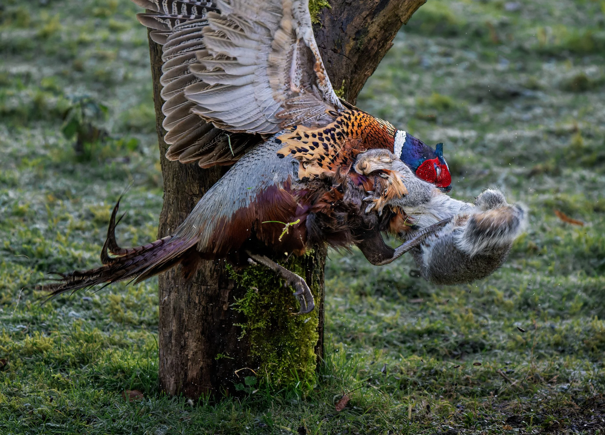 Pheasant 8 Final version 3-28th January 2022-RECTORY-1711-ARW_DxO_DeepPRIME-1.jpg