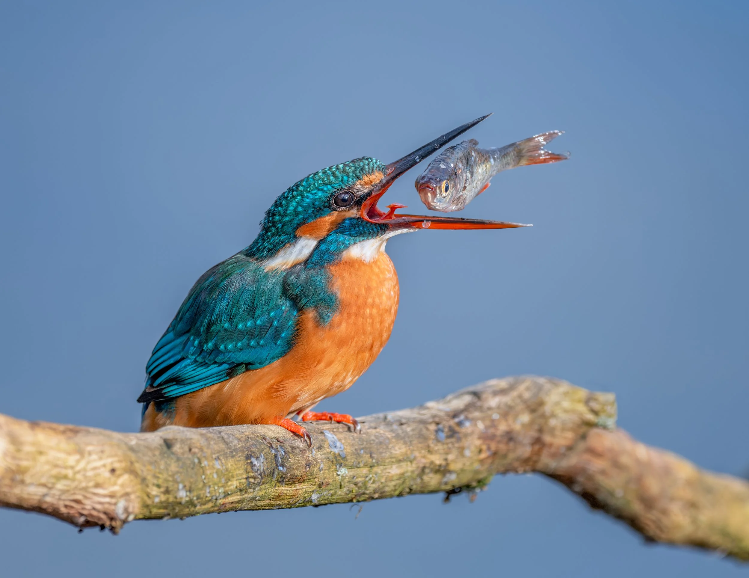 FINAL.Kingfisher help-25th Nov 2020- 02624.jpg