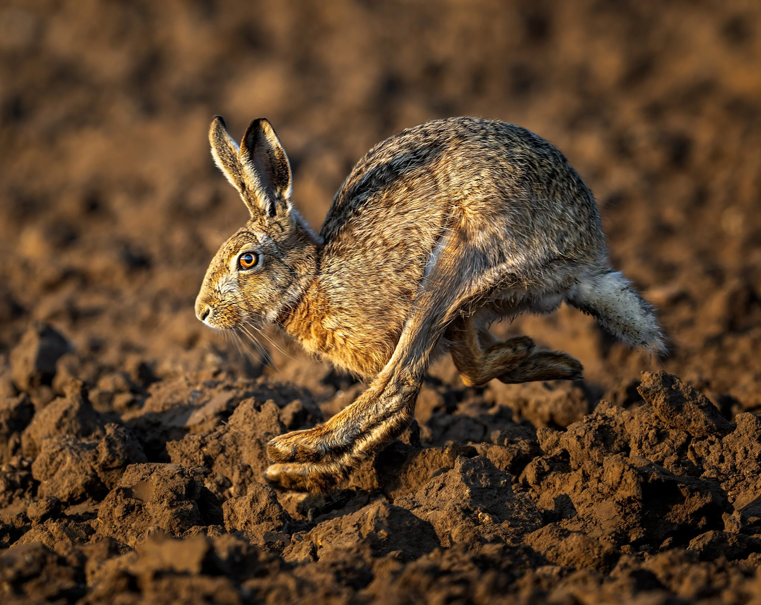 Google Hare ploughed field-20th March 2025-01334.jpg