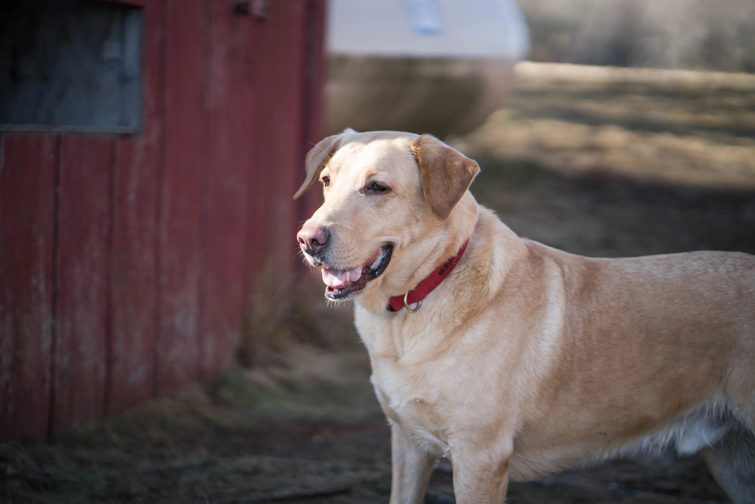 Duxbury Bog (Model- Clayton)