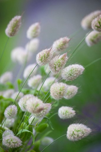 Bunny's Tail Grass