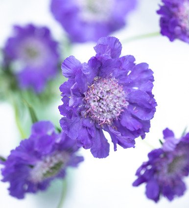 Scabious Fama Deep Blue