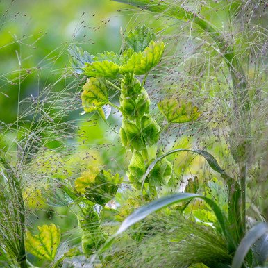 Moluccella